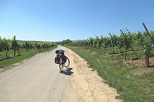 Weinberge