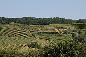 Weinberge