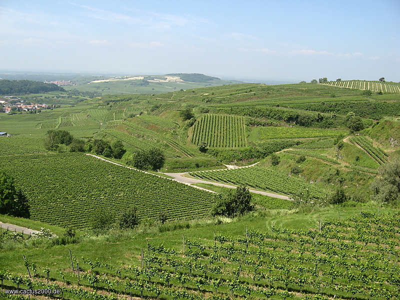 Weinberge