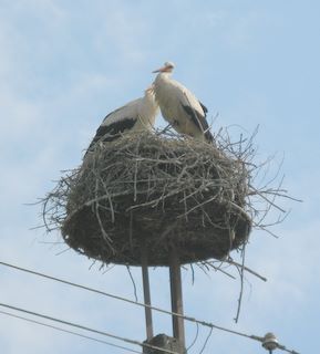 Storchennest