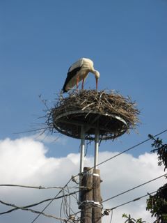 Storchennest