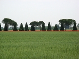 Alleebäume